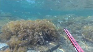 ПОДВОДНАЯ ОХОТА ЧЕРНОЕ МОРЕ ЛОБАН ПЯТНИЦА 13 НОЯБРЬ 2020