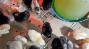 Мастер грей,Гриз Бар,РедБро,Испанка,Геркулес??// Цветной бройлер//Какой лучше по всем параметрам//