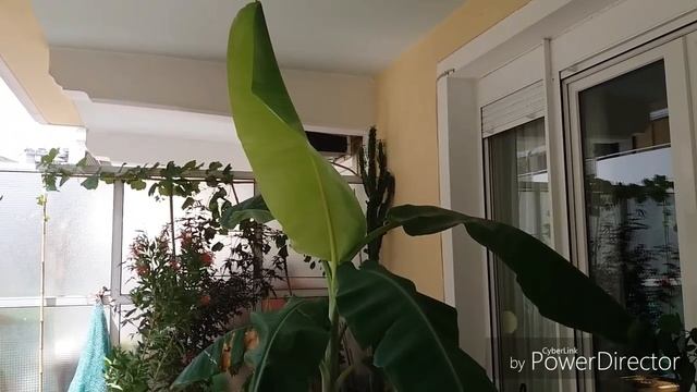 Банан( Musa). ??? смотреть онлайн