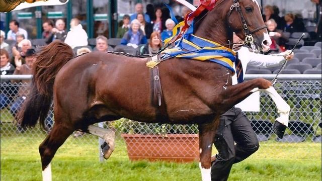 Породы лошадей! Хакни! (английская верхово - упряжная) смотреть онлайн