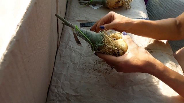 Адениумы Rose Chen. Привитые адениумы с питомника. Новинки! Часть 5 смотреть онлайн