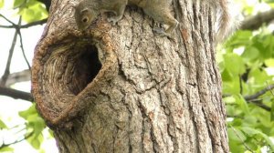 видео для кошек, развлекать вашего кота