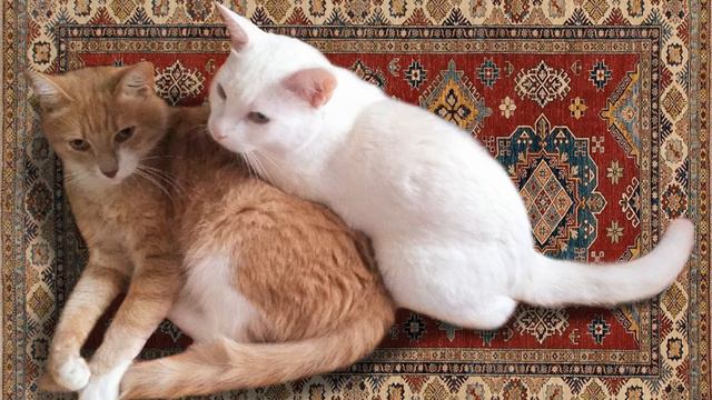 кот Беляш делает кусь коту Персику видео смотреть онлайн