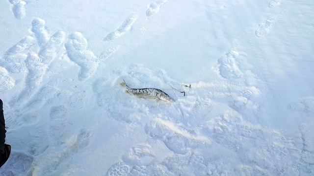 Рыбалка в Марий Эл. Ставим жерлицы 27.02. 2022.