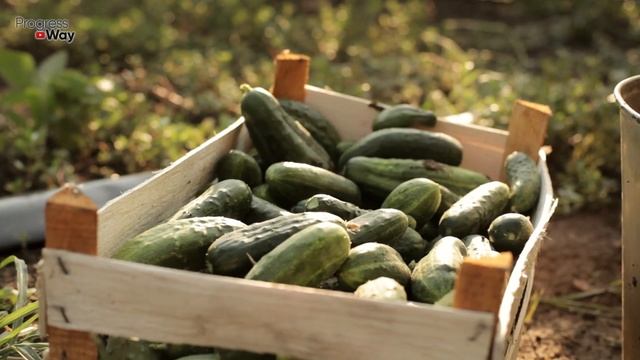 СРОЧНЫЙ ВЫПУСК! УСПЕЙТЕ ДАТЬ ОГУРЦАМ ЭТО ОТ ВСЕХ БОЛЕЗНЕЙ ОГУРЦОВ смотреть онлайн