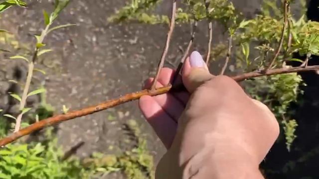 Пора бы обрезать спирею раннецветущую