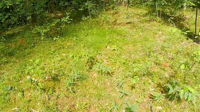 Как поживают наши лже-опята. Лисички появляются, но очень маленькие. смотреть онлайн