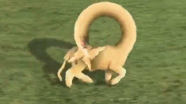 Вынос мозга. Овца. смотреть онлайн