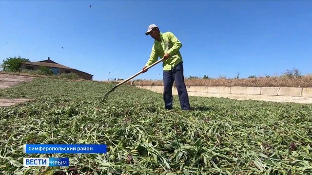 В Крыму стартовала уборка лекарственного шалфея смотреть онлайн