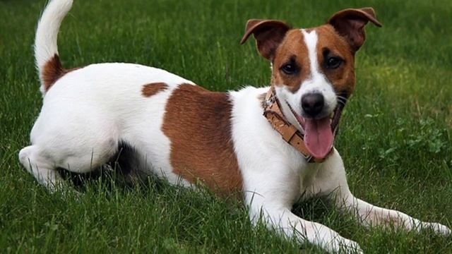 Восточный гороскоп - Собака смотреть онлайн