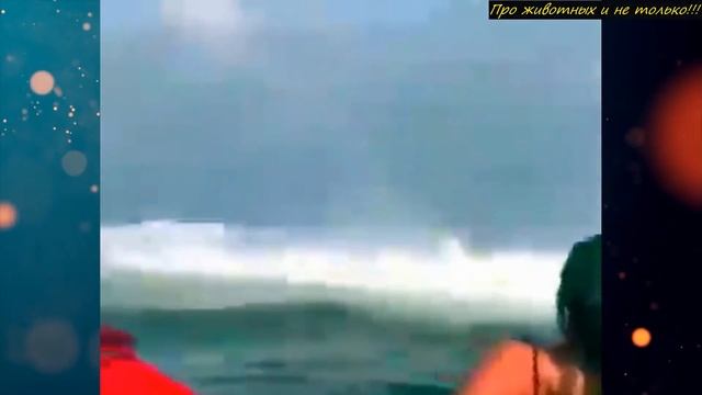 Она плескалась в океане, когда произошло то, что можно увидеть, только раз в жизни! смотреть онлайн