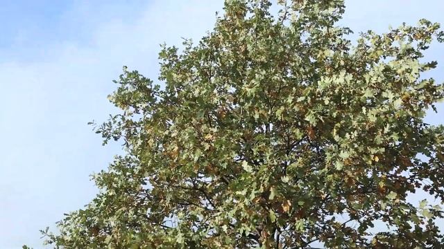 Азбука увлечений. "Град Петров". Клуб знатоков города. смотреть онлайн