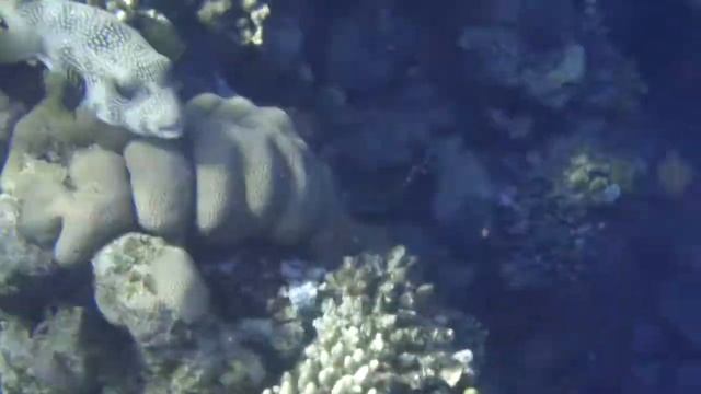 Колючий аротрон смотреть онлайн