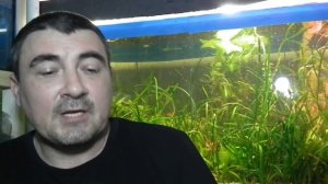 Раки. Аквариумные раки. Обзор.