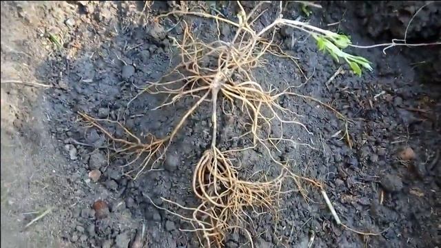 Пересадка клематиса 