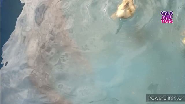 Menemukan Ayam Warna Warni, Ikan Hias, Ikan Lele, Ikan Besar, Ikan Mas, Bebek, Kura-kura.part530