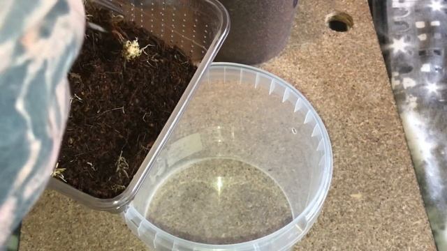 Alipes Grandidieri Feather-Tail Centipede Rehouse смотреть онлайн