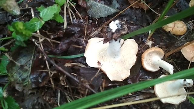 VID_20230812_103619.mp4 смотреть онлайн