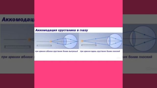 Подробное строение НАШЕГО ГЛАЗА!-Гугол знаний смотреть онлайн