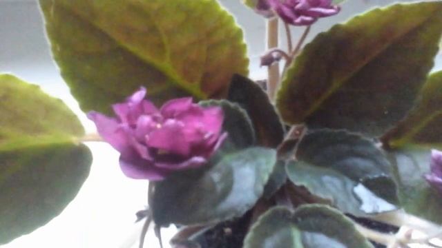 Наши комнатные растения| Цветы на подоконнике FLOWERS смотреть онлайн