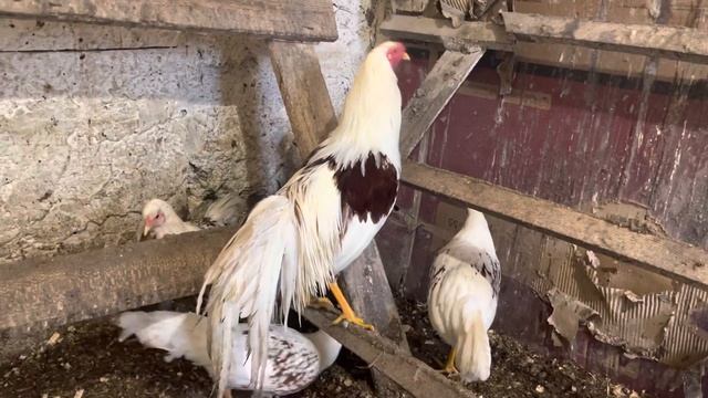 Йокогама, как одна из красивейших пород кур