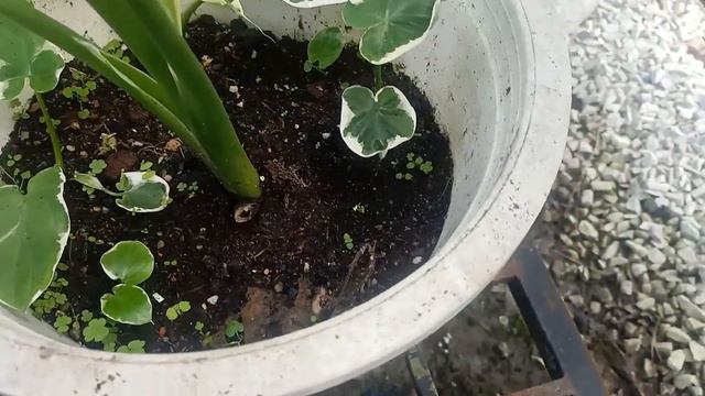 Cara mudah nak suburkan pokok Alocasia Mickey dapat anak banyak mengunakan Bat Guano plus Biochar смотреть онлайн
