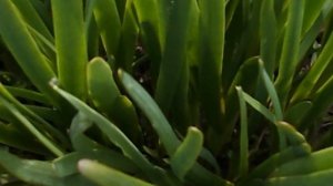 DSCN6887 Лук джусай душистый с чесночным запахом