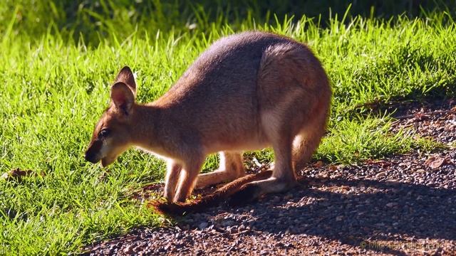 Red-necked Wallaby (Macropus rufogriseus banksianus) смотреть онлайн
