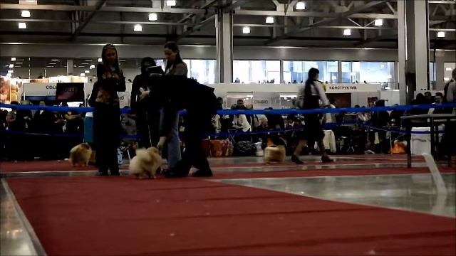 Евразия 1 Немецкий миниатюрный шпиц суки промежуточный класс смотреть онлайн