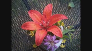 Дмитрий TV. Клип "Тимофей в деревне утром." " А дома ждёт только кот, Она его к себе прижмёт..."