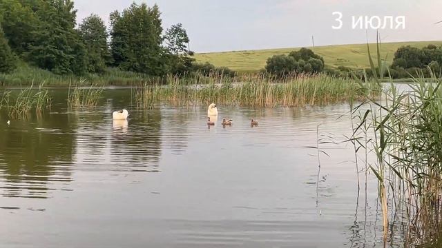 Семья лебедей / Как купаются и умываются / Минская область Беларусь The Swan Family Belarus смотреть онлайн