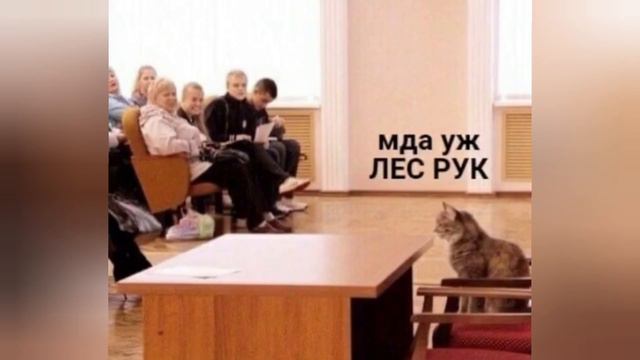 Нарезка мемов с озвучками котов🐱 Вы мышь? я больше не буду...А БОЛЬШЕ И НЕ НАДО! и другие... смотреть онлайн