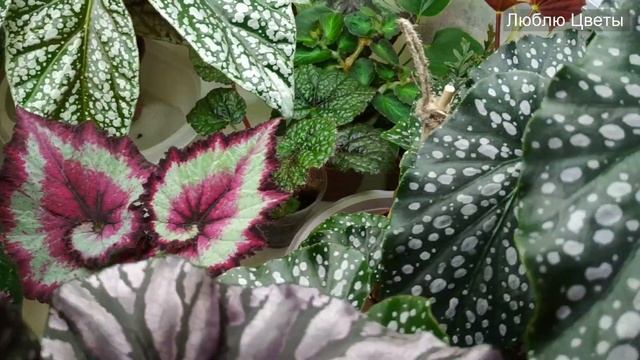 Хвáсты подрастающими бегошками Кейн и не только... смотреть онлайн