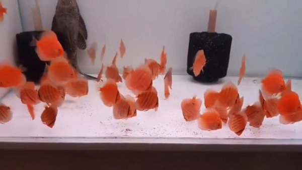 Discus Heckel Cross Pigeon Red Map 7cm - The Royal Discus