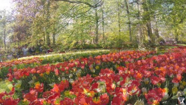 КËКЕНХОФ 2019   Кёкенхоф (Keukenhof) или Сад Европы.