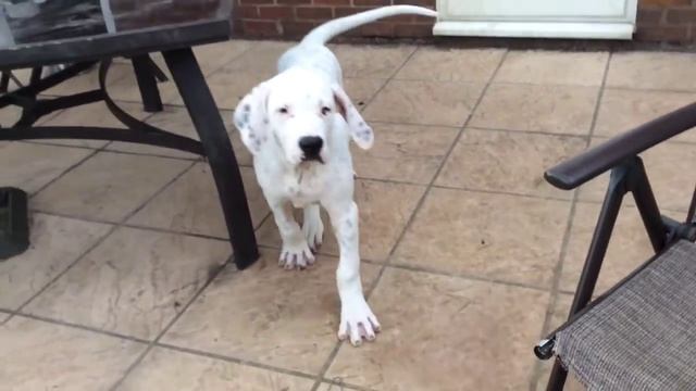 Introducing Real Bully Kutta. смотреть онлайн