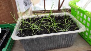 На даче первые проталины/Стеллаж для рассады в теплице/Покупки