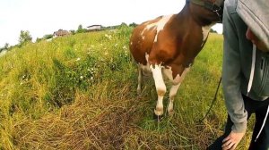 Как выявить охоту у коров? Корова в охоте