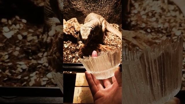 The savannah monitor (Varanus exanthematicus) hand feeding/ Кормление степного варана смотреть онлайн
