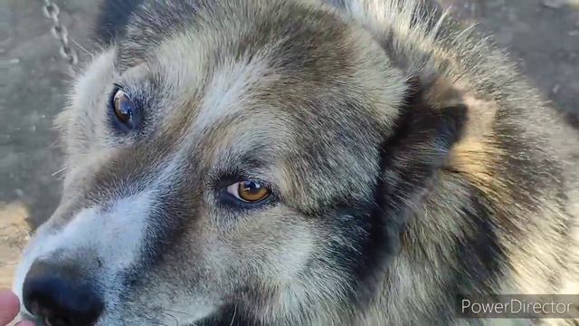 И опять ПРО помидоры 🍅 Жара ✌️ Деревня ....а У вас тоже ТАКОЕ смотреть онлайн