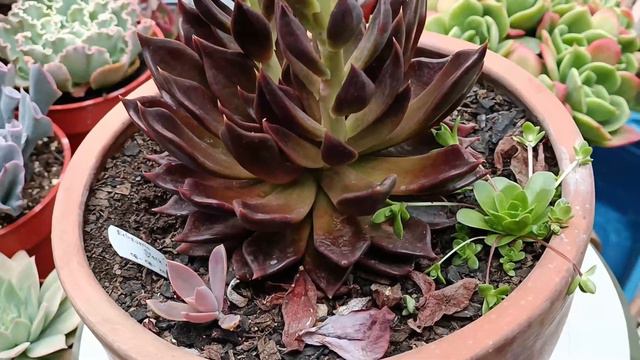 Echeveria Black Knight Vs Echeveria Black Prince.