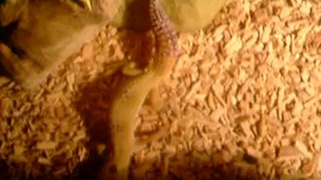 Tango The Leopard Gecko - A Little Bit Closer смотреть онлайн