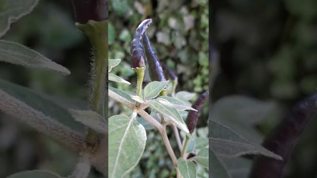 Goats Weed Перец острый Чёрная Кобра смотреть онлайн