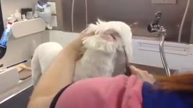 Grooming a short round head смотреть онлайн