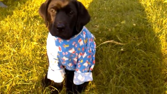 Как я Мавра на даче одевал. смотреть онлайн