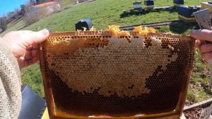 сохранить матку  весной с горсткой пчел