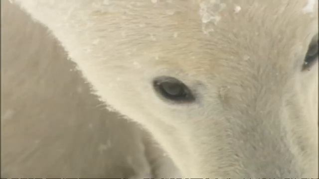 Explorer: Polar bears will 'actively hunt man' смотреть онлайн