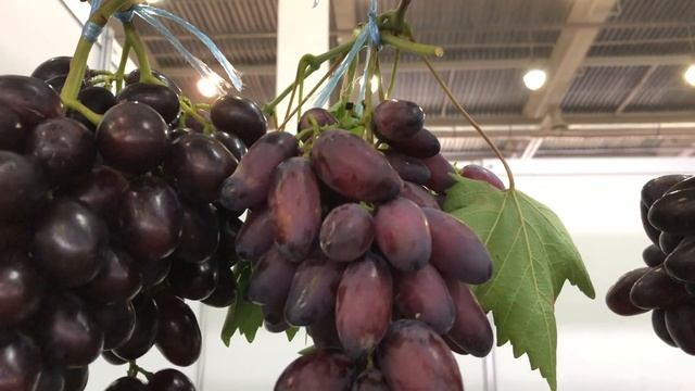 "ЗОЛОТАЯ ГРОЗДЬ УКРАИНЫ" 2019. Часть 1 смотреть онлайн