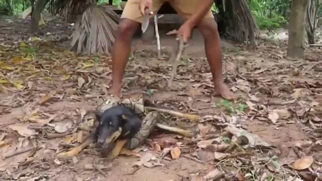 Python Vs Dog Real Fight - Giant Python Snake Attacks Dog - Most Amazing Attack Of Animals смотреть онлайн