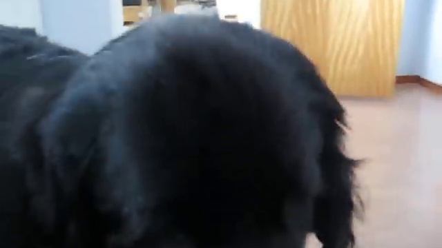 My newfie Tootsie-Lou смотреть онлайн